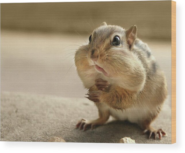 Chipmunk Wood Print featuring the photograph Who Me by Lori Deiter
