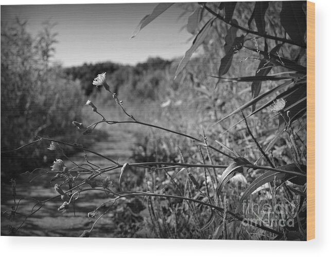 Black And White Wood Print featuring the photograph Wild Flowers in the Wetlands by Frank J Casella