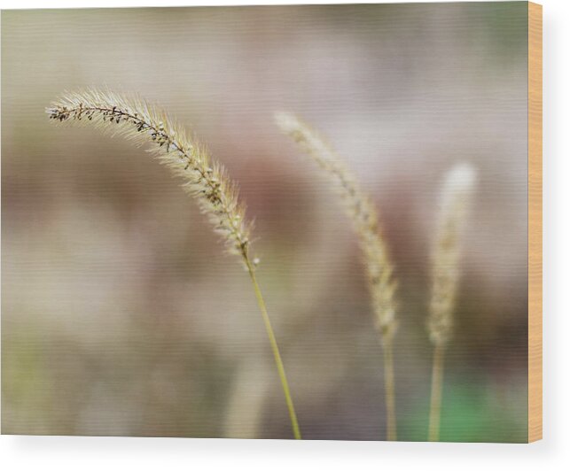 Grass Wood Print featuring the photograph Wild Wheat Close Up by Amelia Pearn