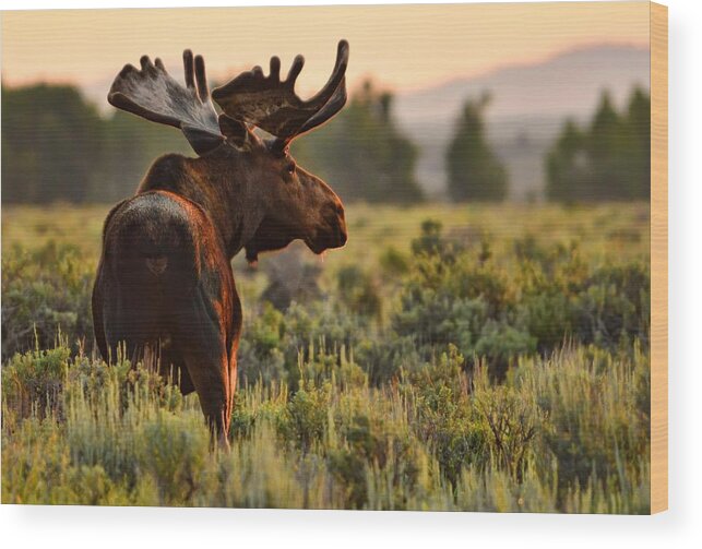Dawn Wood Print featuring the photograph Wildlife in Wyoming - Morning Moose by Jeff R Clow