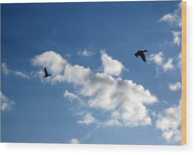 Ducks Wood Print featuring the photograph Winged Silhouette by Katie Keenan