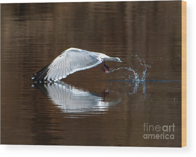 Wings Touching Wood Print featuring the photograph Wings Touching in Water Reflection of Bird by Sandra J's