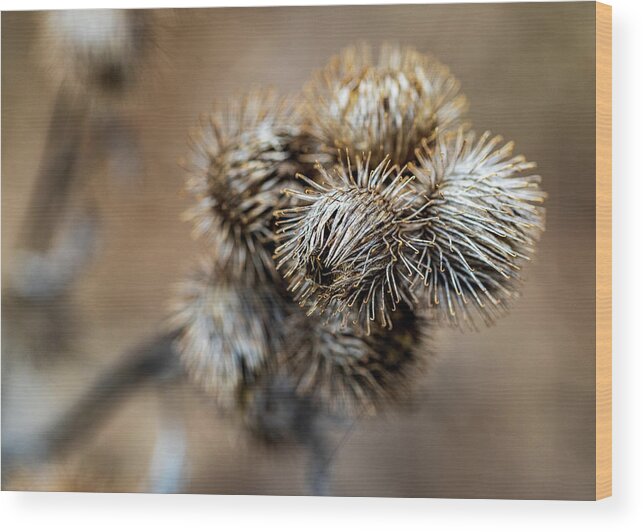 Plant Wood Print featuring the photograph Winter Burrs by Amelia Pearn