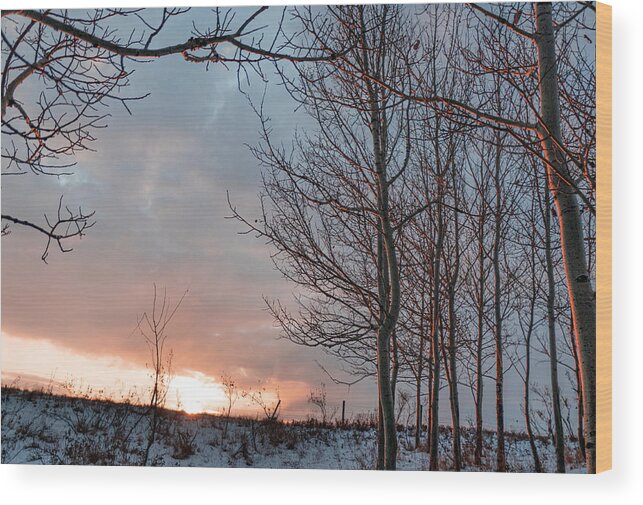 Winter Wood Print featuring the photograph Winter Dawn With Aspen Trees by Karen Rispin