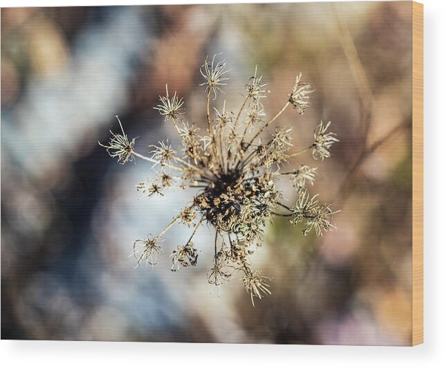 Daucus Carota Wood Print featuring the photograph Winter Flora 2 by Amelia Pearn