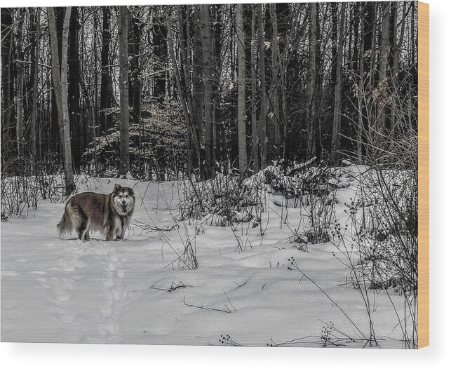  Wood Print featuring the photograph Winter Hike by Brad Nellis