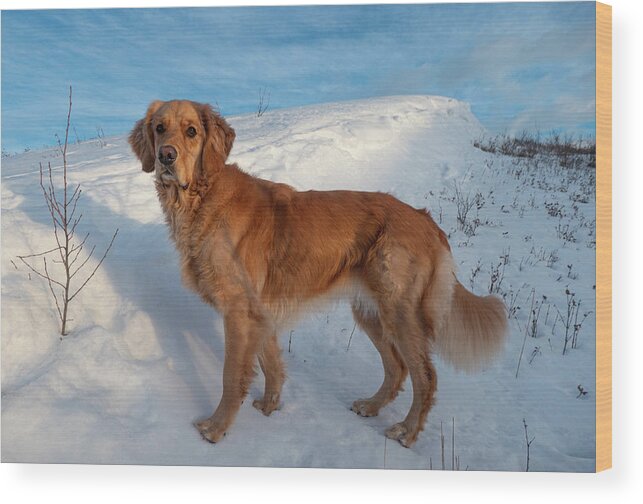 Winter Wood Print featuring the photograph Winter Walk With Our Golden Retriever by Phil And Karen Rispin