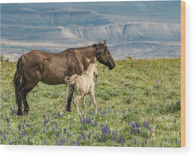 Pryor Mountains Wood Print featuring the photograph Wobbly Legs Leaning on Mama by Marcy Wielfaert