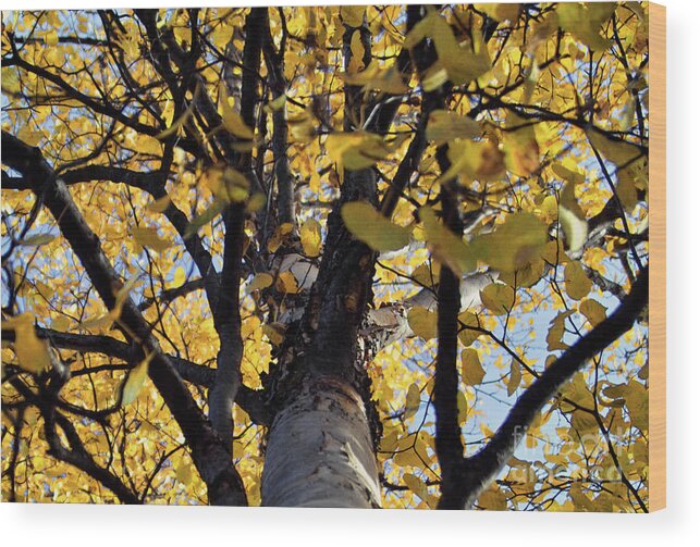 Yellow Wood Print featuring the photograph Yellow Aspen Looking Up by Kimberly Blom-Roemer
