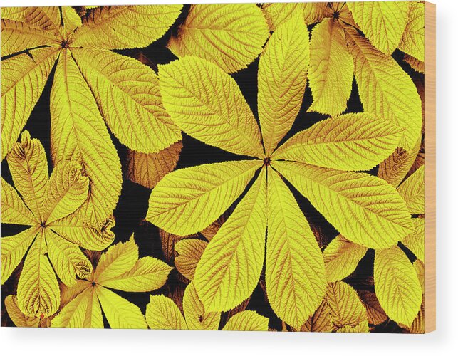 Yellow Wood Print featuring the photograph Yellow autumn leaves by Severija Kirilovaite