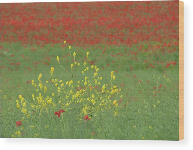 Field Wood Print featuring the photograph Yellow in a field of red by Average Images