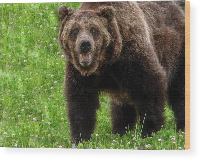 Grizzly Bear Wood Print featuring the photograph Yellowstone Welcome by Marcy Wielfaert