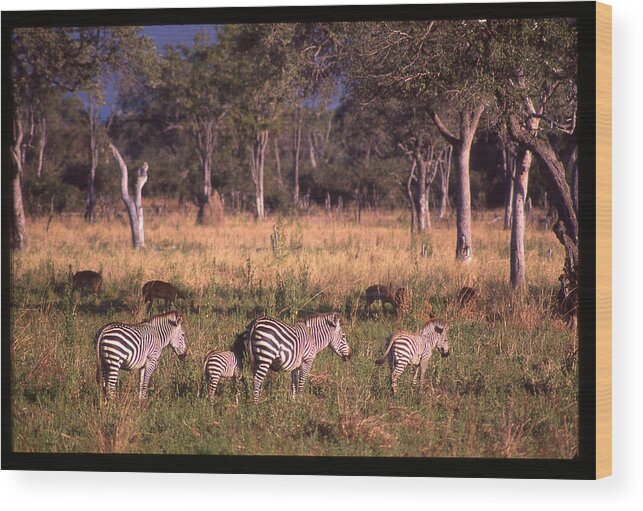 Africa Wood Print featuring the photograph Zebra Family Landscape by Russ Considine