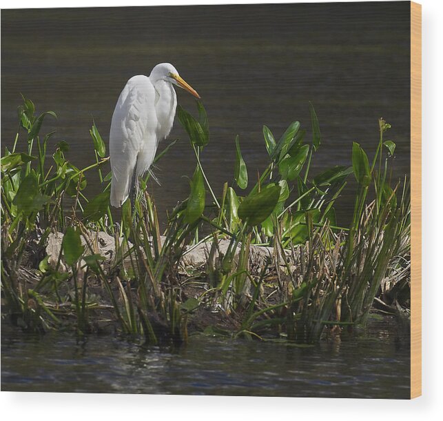 Florida Wood Print featuring the photograph Great Egret by Bill Chambers