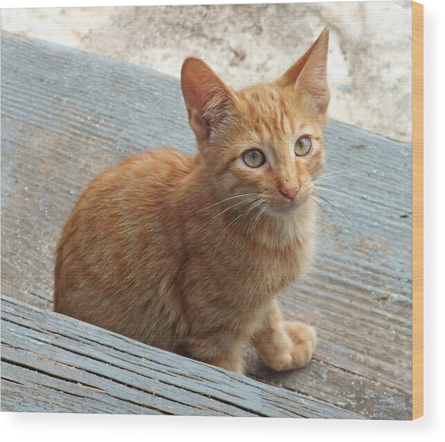 Duane Mccullough Wood Print featuring the photograph Orange Kitten 2 at the Front Porch by Duane McCullough