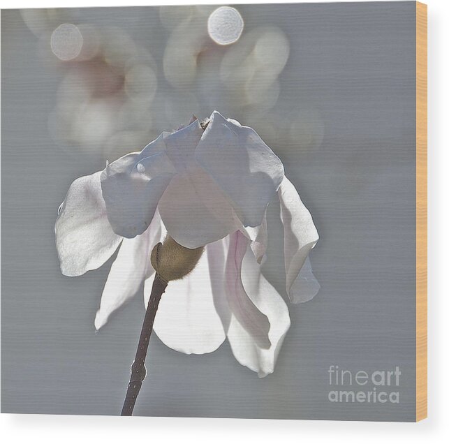 Magnolia Wood Print featuring the photograph Sun Kissed Magnolia by Amy Fearn