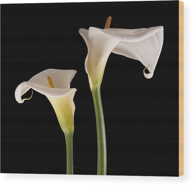 Flowers Wood Print featuring the photograph Two Lilies by Windy Osborn