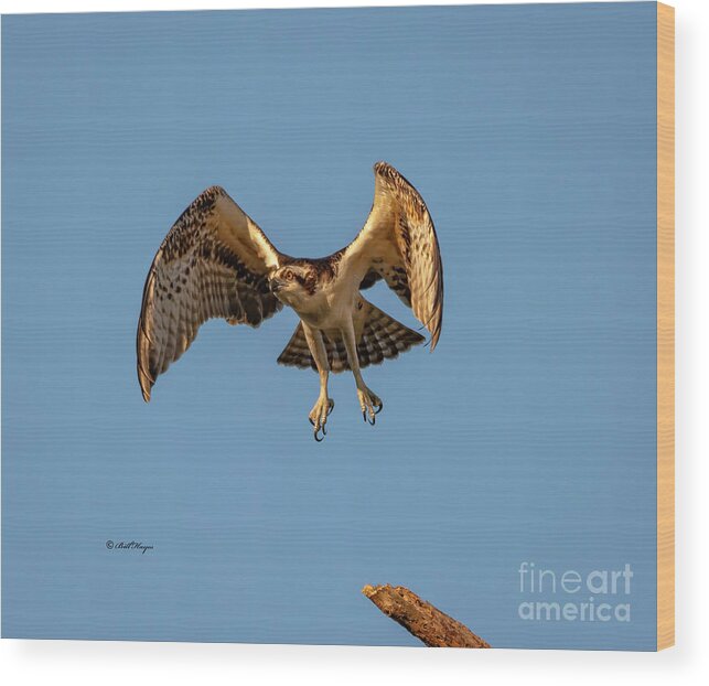 Osprey Wood Print featuring the photograph Time To Fly by DB Hayes