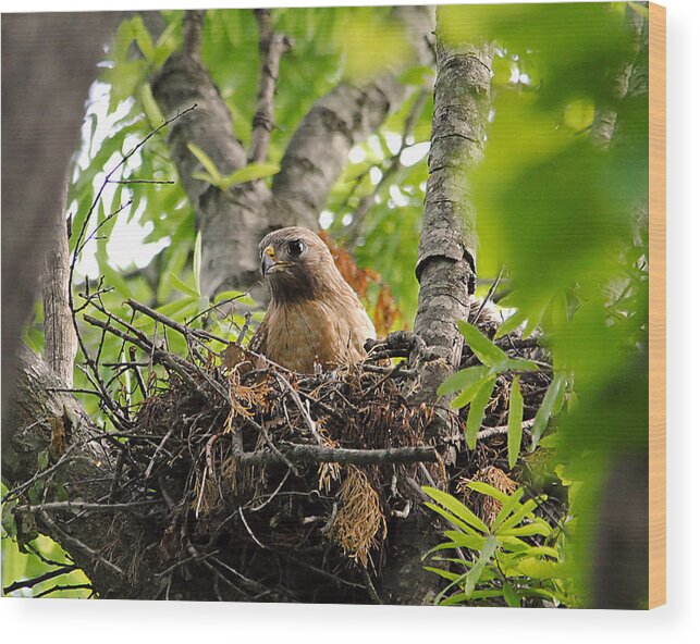 Red Shouldered Hawk Wood Print featuring the photograph Adult Red Shouldered Hawk by Jai Johnson