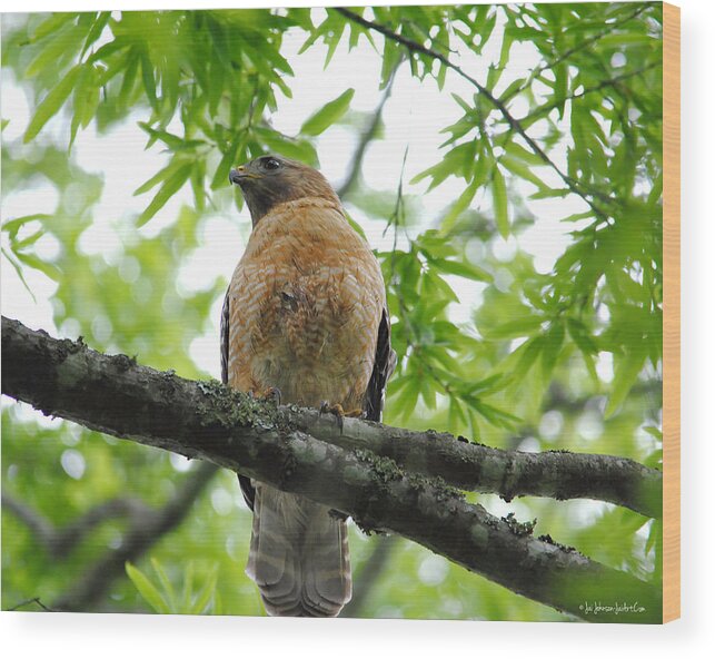 Red Shouldered Hawk Wood Print featuring the photograph Adult Red Shouldered Hawk by Jai Johnson