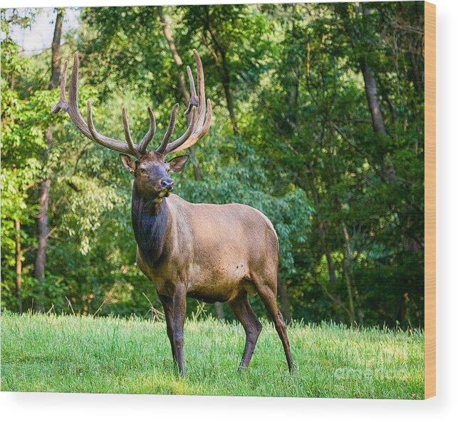 6x6 Wood Print featuring the photograph Bull Elk by Ronald Lutz