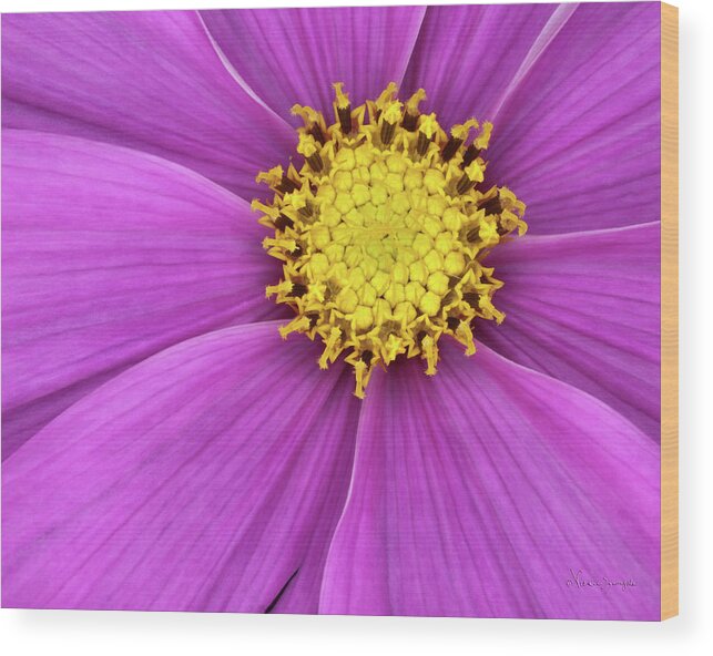 Cosmos Wood Print featuring the photograph Cosmos 8x10 by Vickie Szumigala