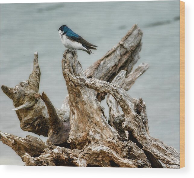 Bird Wood Print featuring the photograph Driftwood Song by Jai Johnson