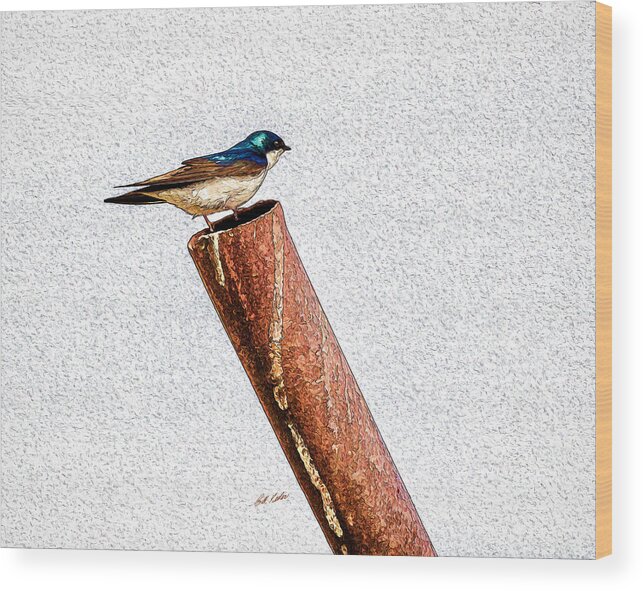 Bill Kesler Photography Wood Print featuring the photograph Male Tree Swallow No. 1 by Bill Kesler