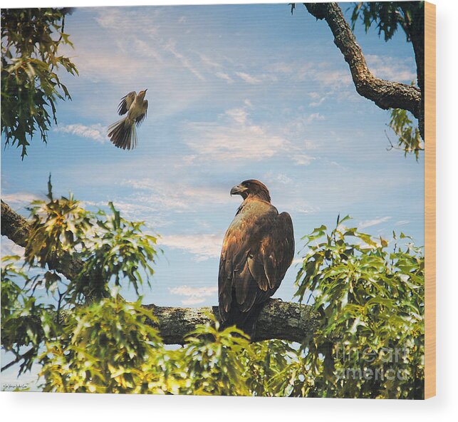 Baby Eagle Wood Print featuring the photograph My Little Friend by Jai Johnson