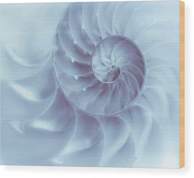 Nautilus Wood Print featuring the photograph Nautilus - Dreaming of the Sea by Tom Mc Nemar