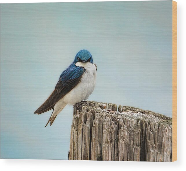 Bird Wood Print featuring the photograph Perched and Waiting by Jai Johnson