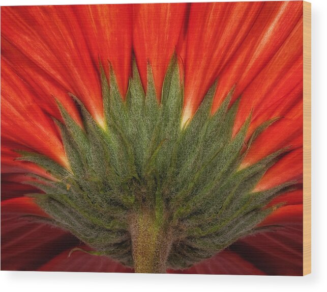 Gerber Daisy Wood Print featuring the photograph Red Gerber Daisy by Bob Coates