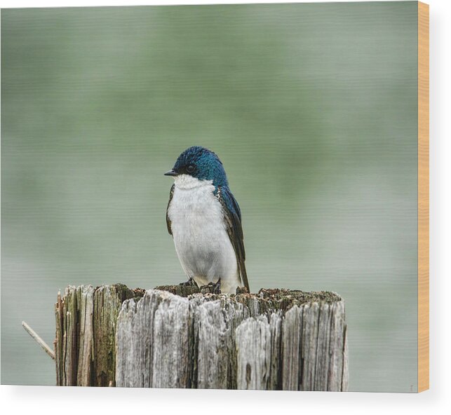 Bird Wood Print featuring the photograph Resting Swallow by Jai Johnson
