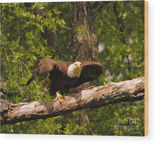 Bald Eagle Wood Print featuring the photograph Take Off I by Jai Johnson