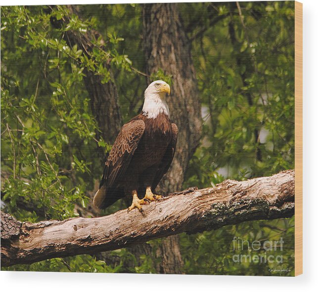 Bald Eagle Wood Print featuring the photograph The Majestic Eagle II by Jai Johnson