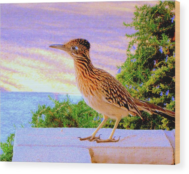 Roadrunner Wood Print featuring the photograph Roadrunner #1 by Lessandra Grimley
