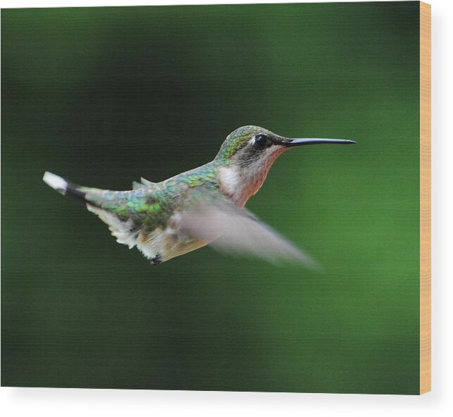 Avian Wood Print featuring the photograph Hummingbird in Flight #5 by Jai Johnson