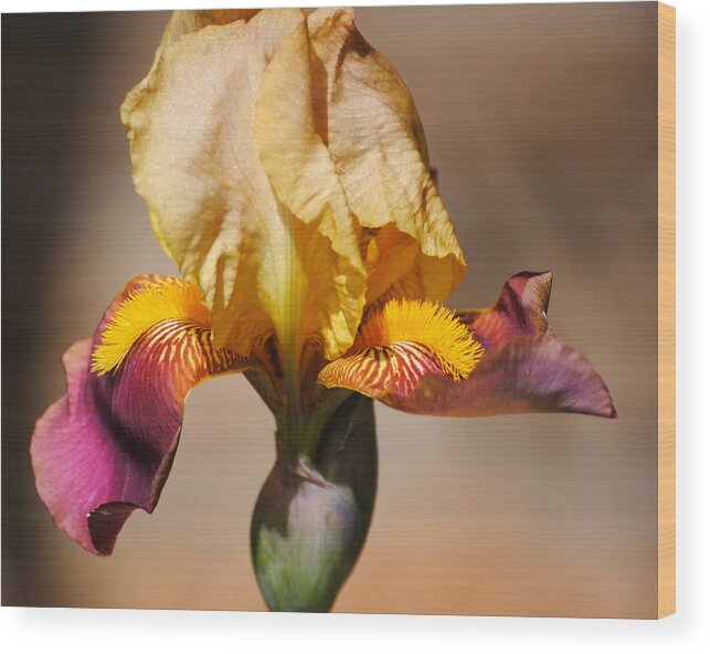 Beautiful Iris Wood Print featuring the photograph Purple and Yellow Iris by Jai Johnson