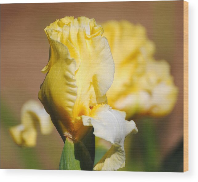Beautiful Iris Wood Print featuring the photograph Yellow and White Iris by Jai Johnson