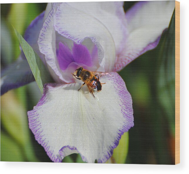 Beautiful Iris Wood Print featuring the photograph Bee on the Iris by Jai Johnson
