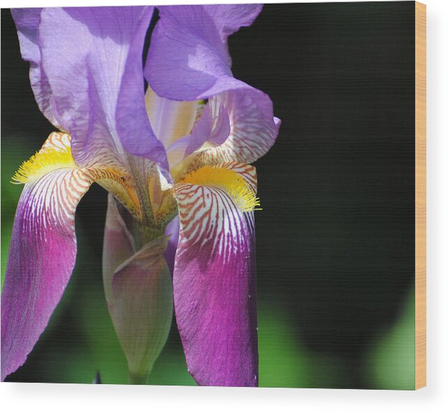 Beautiful Iris Wood Print featuring the photograph Brilliant Purple Iris Flower II by Jai Johnson