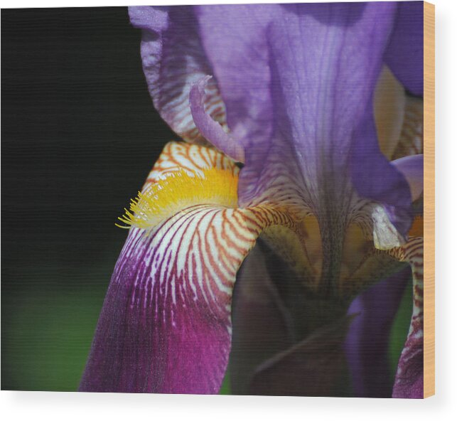 Beautiful Iris Wood Print featuring the photograph Brilliant Purple Iris Flower III by Jai Johnson