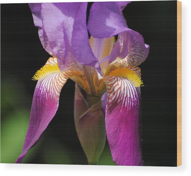 Beautiful Iris Wood Print featuring the photograph Brilliant Purple Iris Flower by Jai Johnson