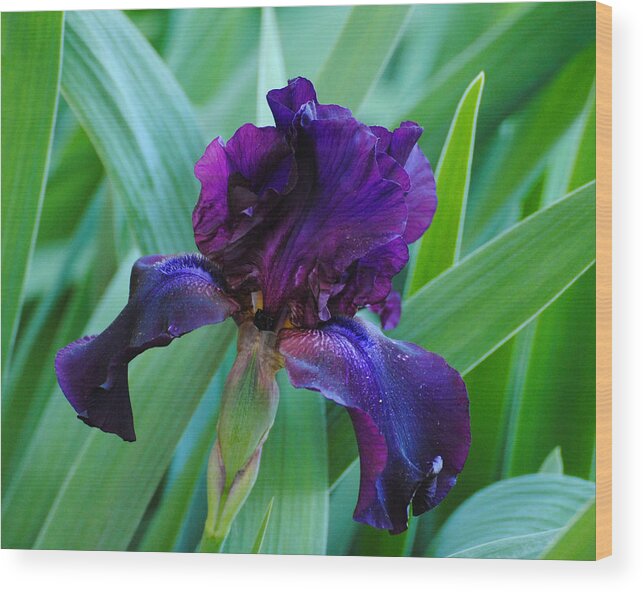 Beautiful Wood Print featuring the photograph Dark Purple Iris by Jai Johnson