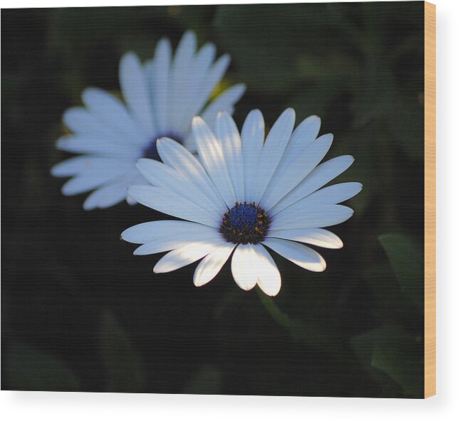 Blue Wood Print featuring the photograph Dramatic Daisies by Jai Johnson