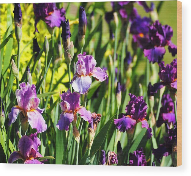Beautiful Iris Wood Print featuring the photograph Garden of Irises by Jai Johnson
