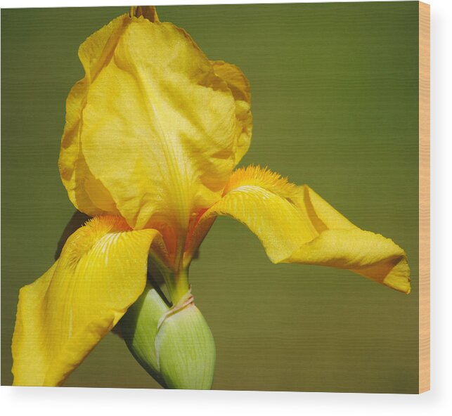 Beautiful Iris Wood Print featuring the photograph Golden Yellow Iris by Jai Johnson