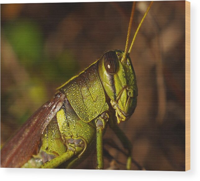 Grasshopper Wood Print featuring the photograph Jiminy Cricket Never Looked This Good by Billy Griffis Jr