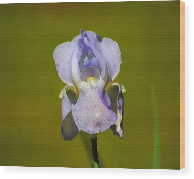 Beautiful Iris Wood Print featuring the photograph Lilac Blue Iris Flower II by Jai Johnson