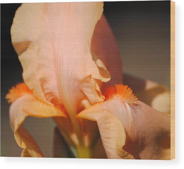 Beautiful Iris Wood Print featuring the photograph Peach Iris Flower III by Jai Johnson